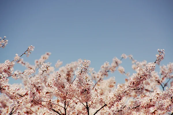 Wiśniowe kwiaty i błękitne niebo, wybrane ostrości. — Zdjęcie stockowe