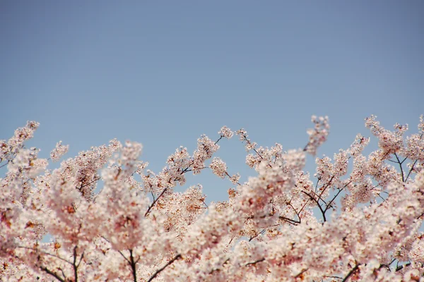 Flores de cerezo y cielo azul, enfoque seleccionado . —  Fotos de Stock