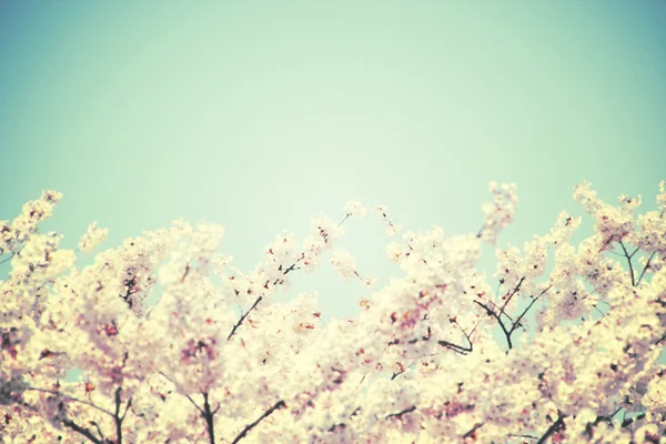 老式的春天的花朵。樱花和蓝光的抽象形象 — 图库照片
