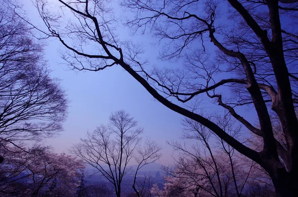 Silhueta de ramos de árvore no céu azul . — Fotografia de Stock