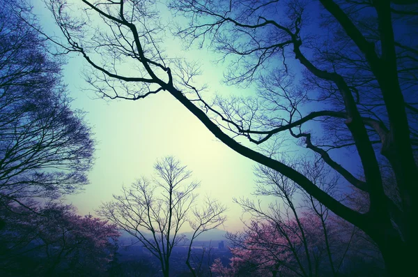 푸른 하늘에 나뭇가지의 실루엣입니다. 빈티지 스타일 과정. — 스톡 사진