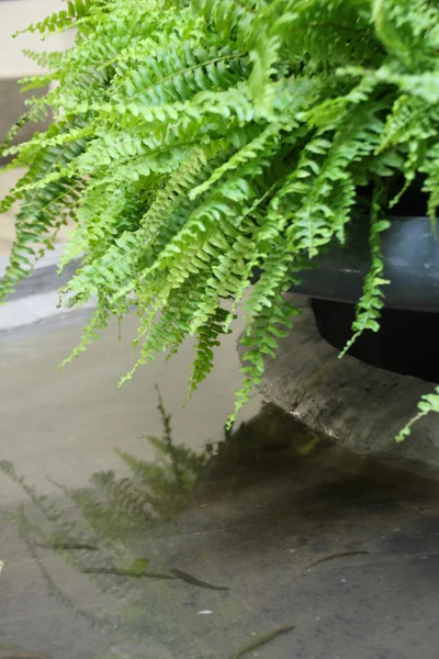 Helechos frescos sobre el agua - ligero movimiento borroso en las hojas inferiores sho — Foto de Stock