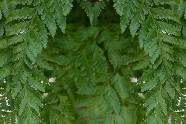 Feuille verte fond . — Photo