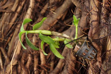 orkide bitki tencerede ağaç üzerinde