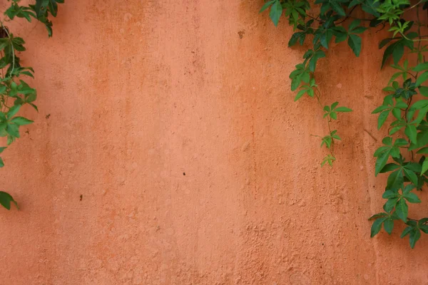 Green creeper on pale orange wall — Stock Photo, Image