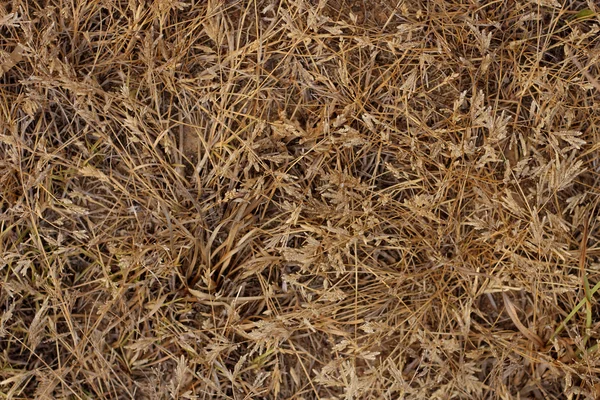 Abstract background of dry grass — Stock Photo, Image