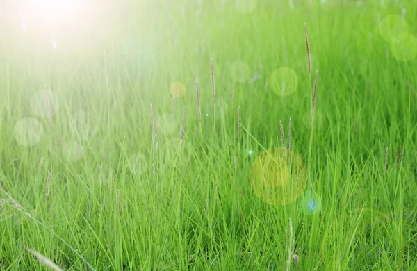 Groen gras achtergrond in de lente. — Stockfoto