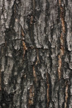 Ağaç kabuğu ayrıntı, arka plan.