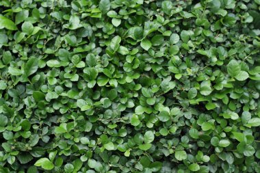 yaprak yeşil arka plan. 