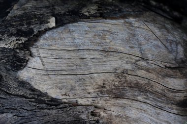 Eski ahşap yüzey ve kabuk siyah ses tonuyla