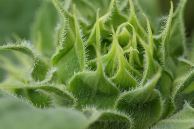 Yeşil bud ayçiçeği, ayrıntı yakından