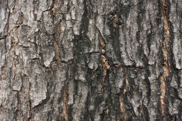 Árbol corteza detalle fondo . —  Fotos de Stock