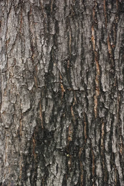 Fondo de primer plano de textura de corteza de árbol . —  Fotos de Stock