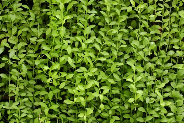 植物墙，绿色的背景. — 图库照片