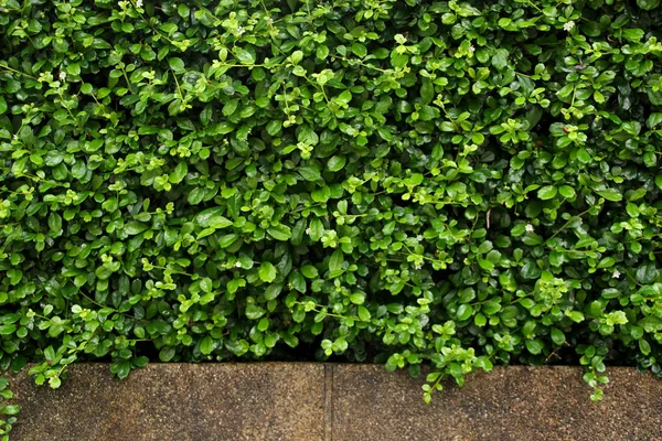 背景の新鮮な植物の壁 — ストック写真