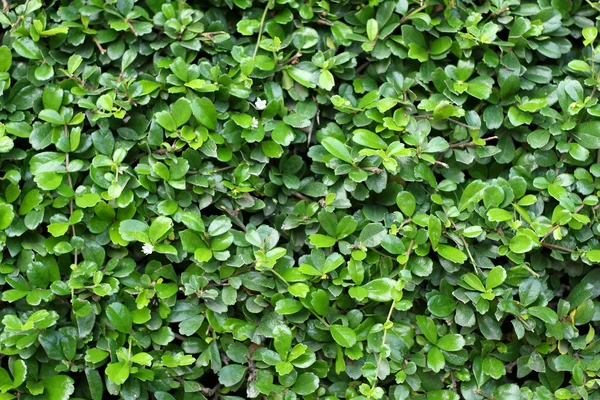 Green leaf background. — Stock Photo, Image