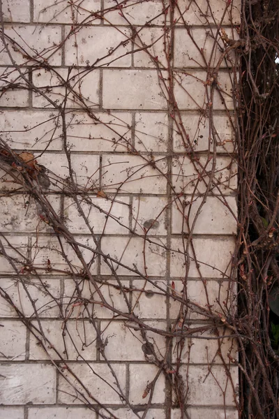 Creeper on weathered brick wall, abstract grungy background — Stock Photo, Image