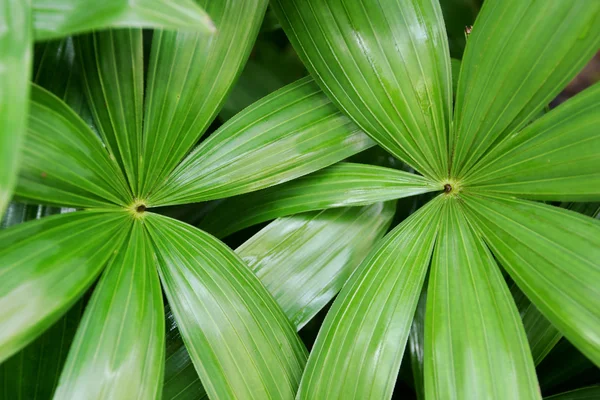 棕榈的叶子 — 图库照片