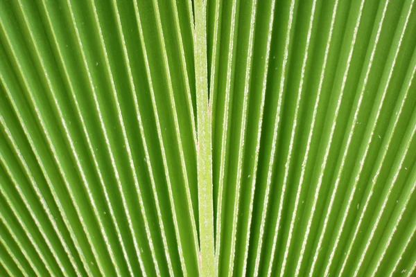 Linhas e textura de folha de palma verde . — Fotografia de Stock