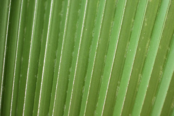 Líneas y textura de la hoja de palma verde . —  Fotos de Stock