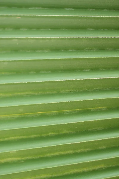 Líneas y textura de la hoja de palma verde . —  Fotos de Stock