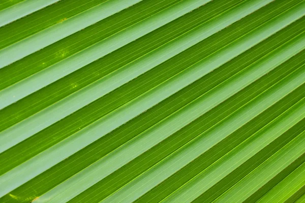 Linhas diagonais de folha de palma verde . — Fotografia de Stock