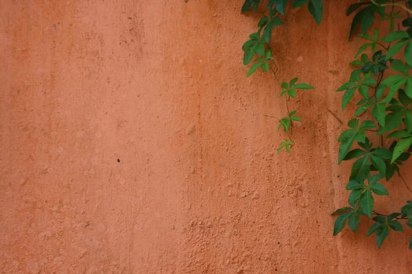绿色的蔓草缠住，淡橙色的墙上 — 图库照片