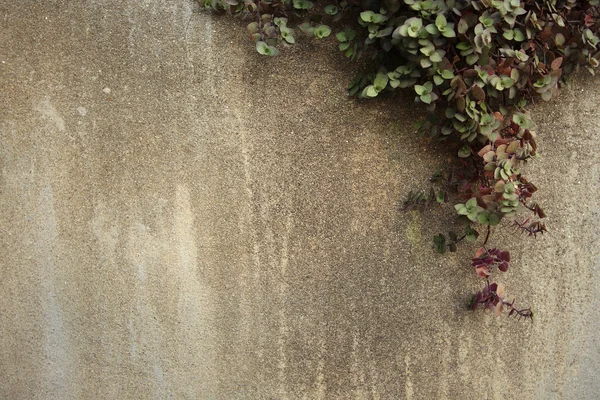 Climber on cement wall with space on the left — Stock Photo, Image