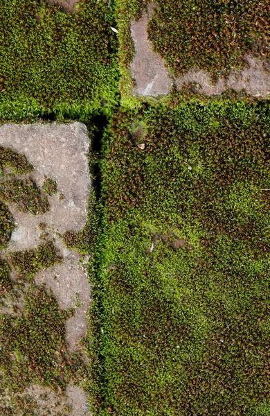 Yeşil yosun ile eski tuğla — Stok fotoğraf