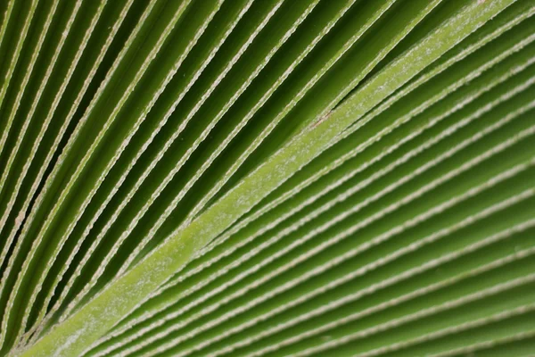 Linhas e textura de folha de palma verde . — Fotografia de Stock