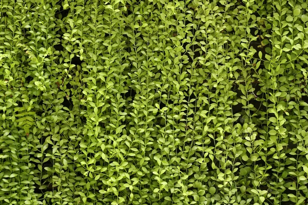 Plant muur, groene achtergrond. — Stockfoto