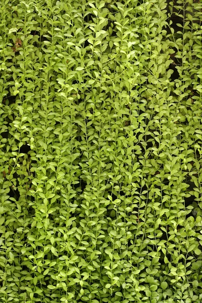 Pared de la planta, fondo verde . — Foto de Stock