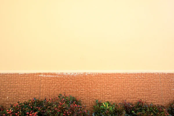 Plant and wall — Stock Photo, Image