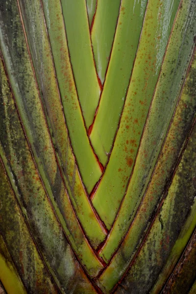 Yeşil yaprak kılıf — Stok fotoğraf