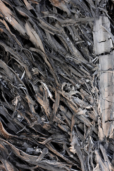 Пальмовый пепел
