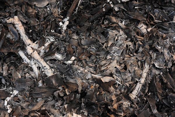 дерево и листья огарка
