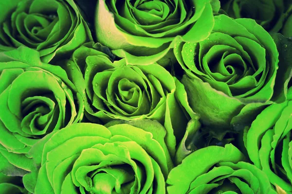 Full Sun Exposure Rosa Green Rose Plant, Packaging Type: Poly Bag, Summer  Bloom