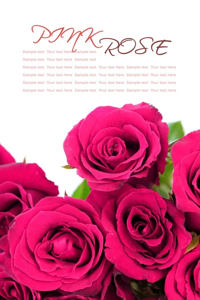 Pink roses bouquet with sample text on white background — Stock Photo, Image