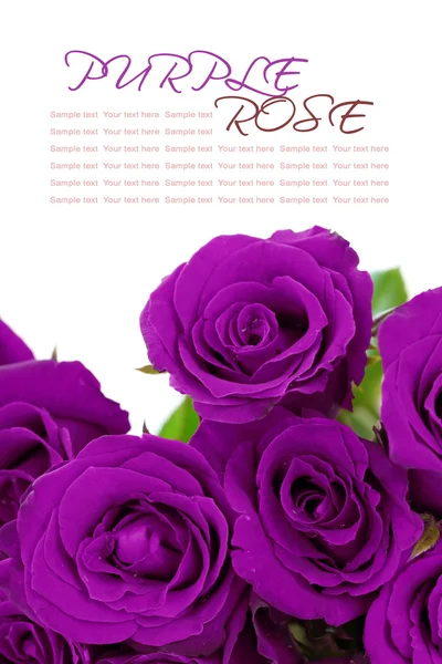 Purple roses bouquet with sample text on white background — Stock Photo, Image