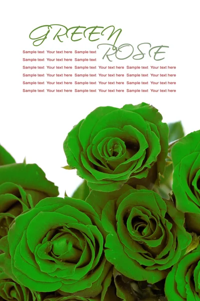 Bouquet de roses vertes avec échantillon de texte sur fond blanc — Photo