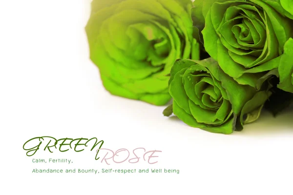 Green roses bouquet with sample text on white background — Stock Photo, Image