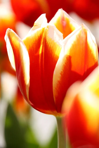Tulipa vívida no jardim da primavera — Fotografia de Stock