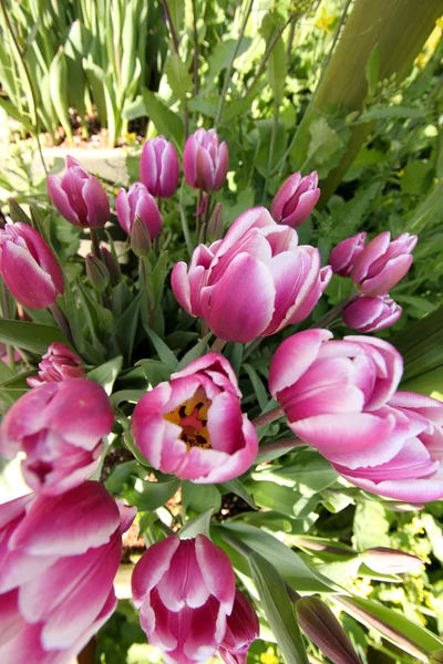 Lila und weiß gestreifter Tulpenstrauß im Garten, von oben gesehen — Stockfoto