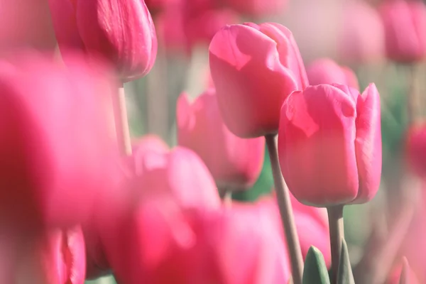 Flores de tulipa vintage rosa . — Fotografia de Stock