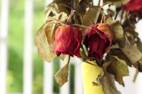 Wither rose, died rose — Stock Photo, Image