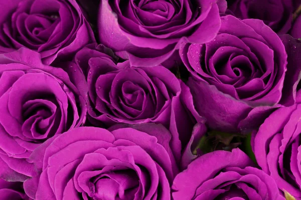 Arka plan olarak mor gül buketi