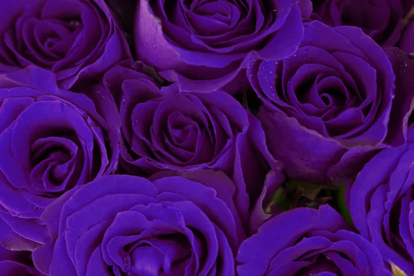 Fantasy dark blue roses bouquet as background — Stock Photo, Image