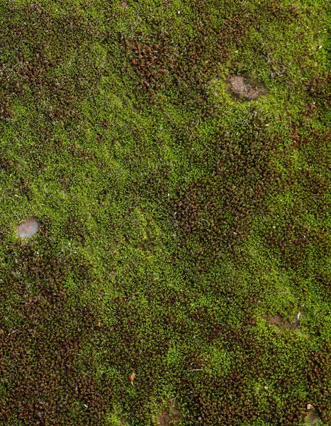 Grünes Moos auf Ziegeln Stockbild