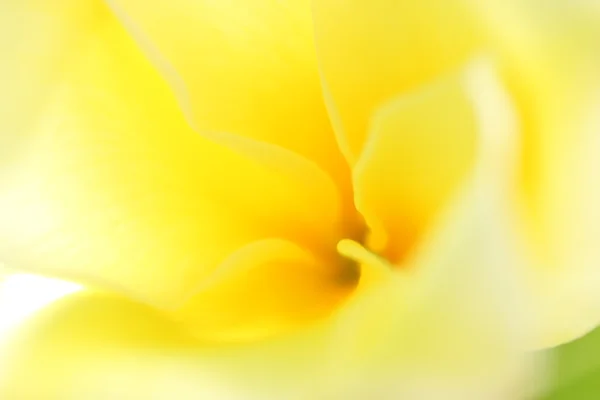 Blurred yellow flower. Abstract colorful spring background. Blan Royalty Free Stock Images