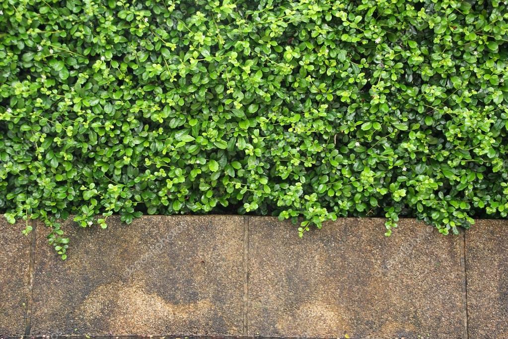 Frische Pflanzen-Wand für Hintergrund — Stockfoto © enrouteksm #56492879 Frische Pflanzen-Wand für Hintergrund — Stockfoto © enrouteksm #56492879